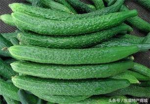 黄瓜农药爆料方法视频大全,教你轻松识别农药残留 第2张 黄瓜农药爆料方法视频大全,教你轻松识别农药残留 第2张